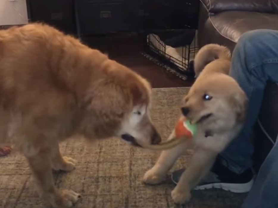 Blind golden retriever gets 'seeing-eye' dog to help him out