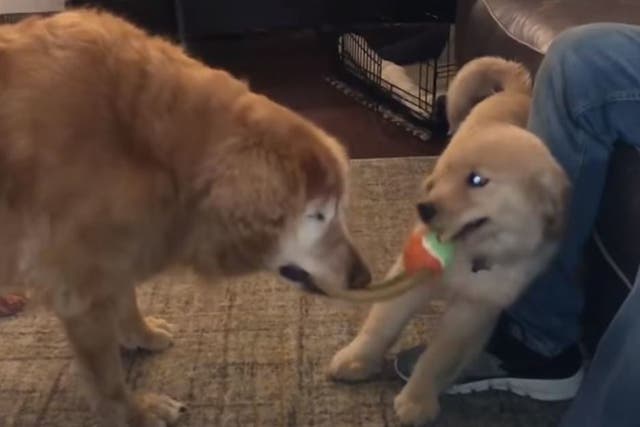 Charlie plays with Maverick, his 'seeing-eye' puppy