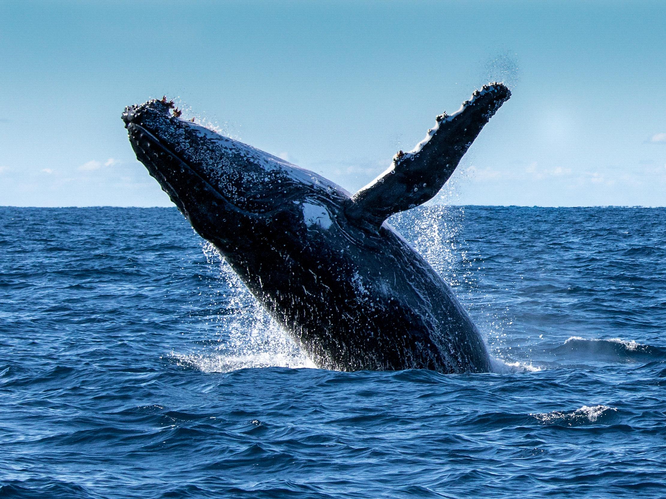 Whales transport a cargo of barnacles with them as they travel around the world