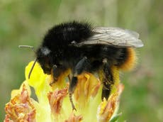 Bees and other pollinators ‘vanish from quarter of UK habitats’