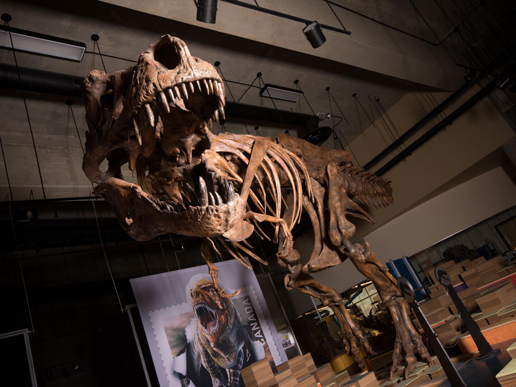 T. rex fossil is actually a species new to science, study says