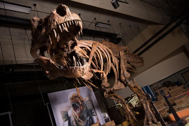 'Scotty' is thought to be the largest T rex ever discovered