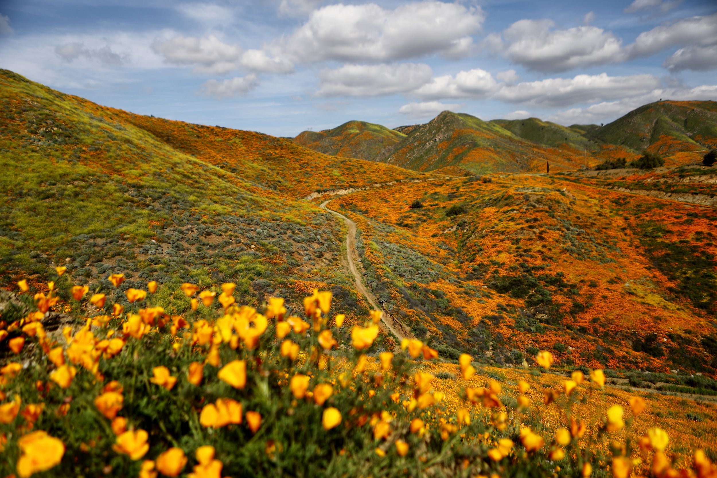 A super bloom of wild poppies blankets the hills of Walker Canyon on March 22, 2019 near Lake Elsinore, California. Heavier than normal winter rains in California have caused a super bloom of wildflowers in various locales of the state. The popular Lake Elsinore bloom is expected to decline in the coming days.