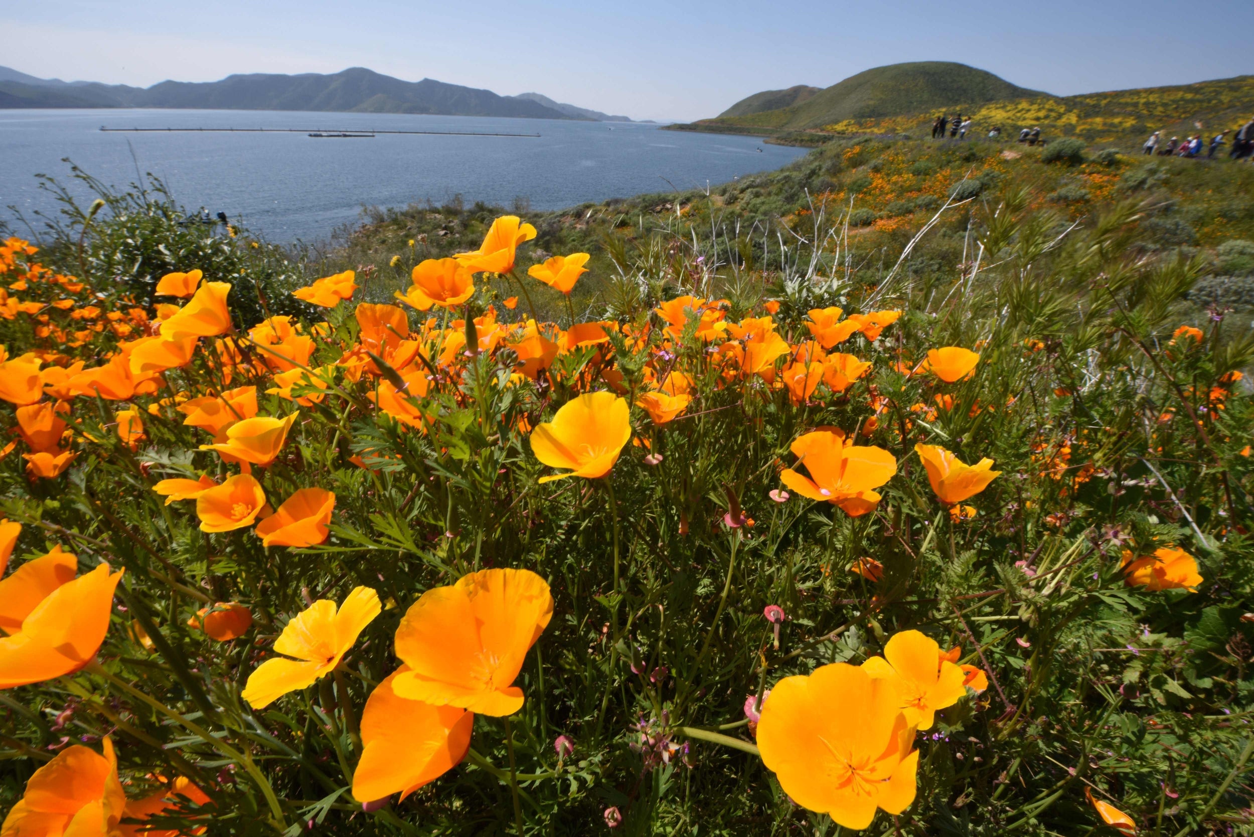 A "super bloom" of California poppies and other wildflowers blankets the hills surrounding Diamond Valley Lake near Hemet, California, March 24, 2019. - Over the last two weekends thousands of visitors have descended on the area about 90 miles southeast of Los Angeles to experience the unusual explosion of yellow, orange, white, purple and blue spring wildflowers causing traffic jams and overwhelming services.