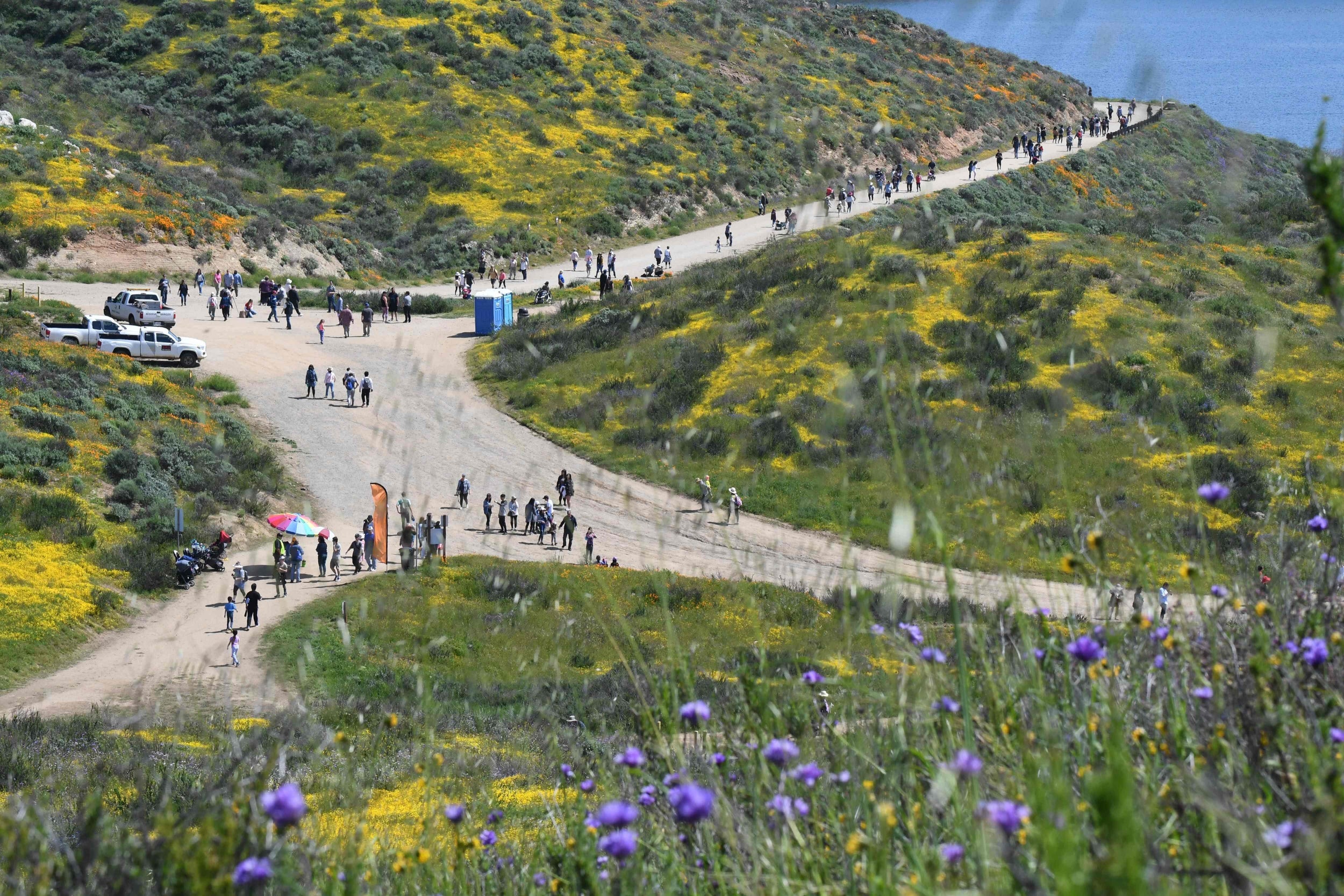 A "super bloom" of wildflowers cover the hills surrounding Diamond Valley Lake near Hemet, California, March 24, 2019. - Over the last two weekends thousands of visitors have descended on the area about 90 miles southeast of Los Angeles to experience the unusual explosion of yellow, orange, white, purple and blue spring wildflowers causing traffic jams and overwhelming services.