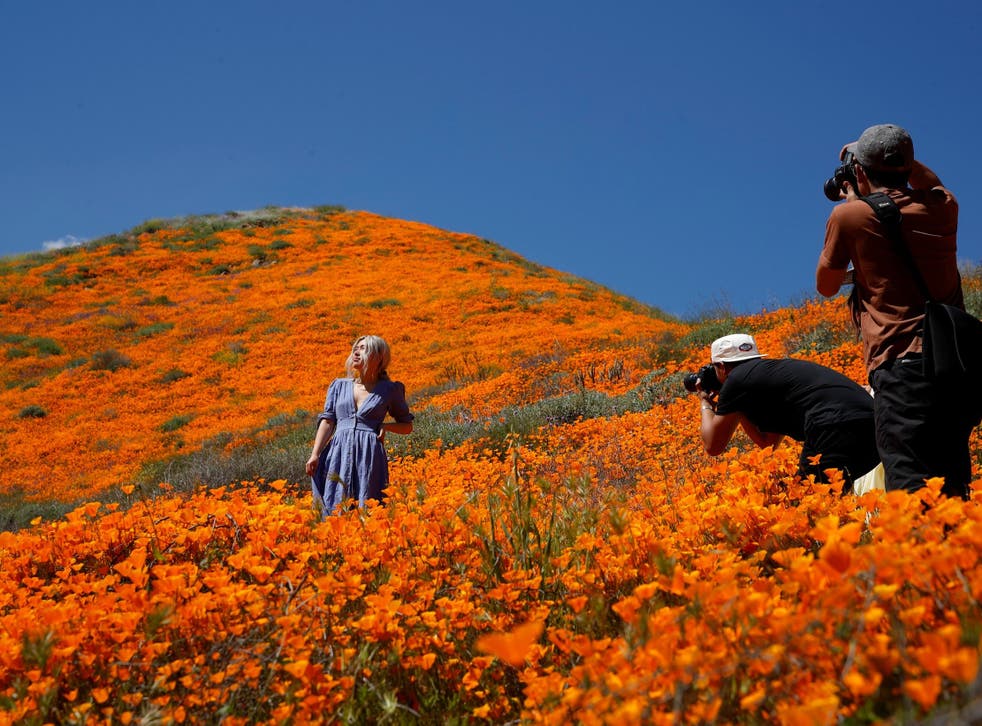 California S Superbloom Is No Match For The Influencers The Independent The Independent