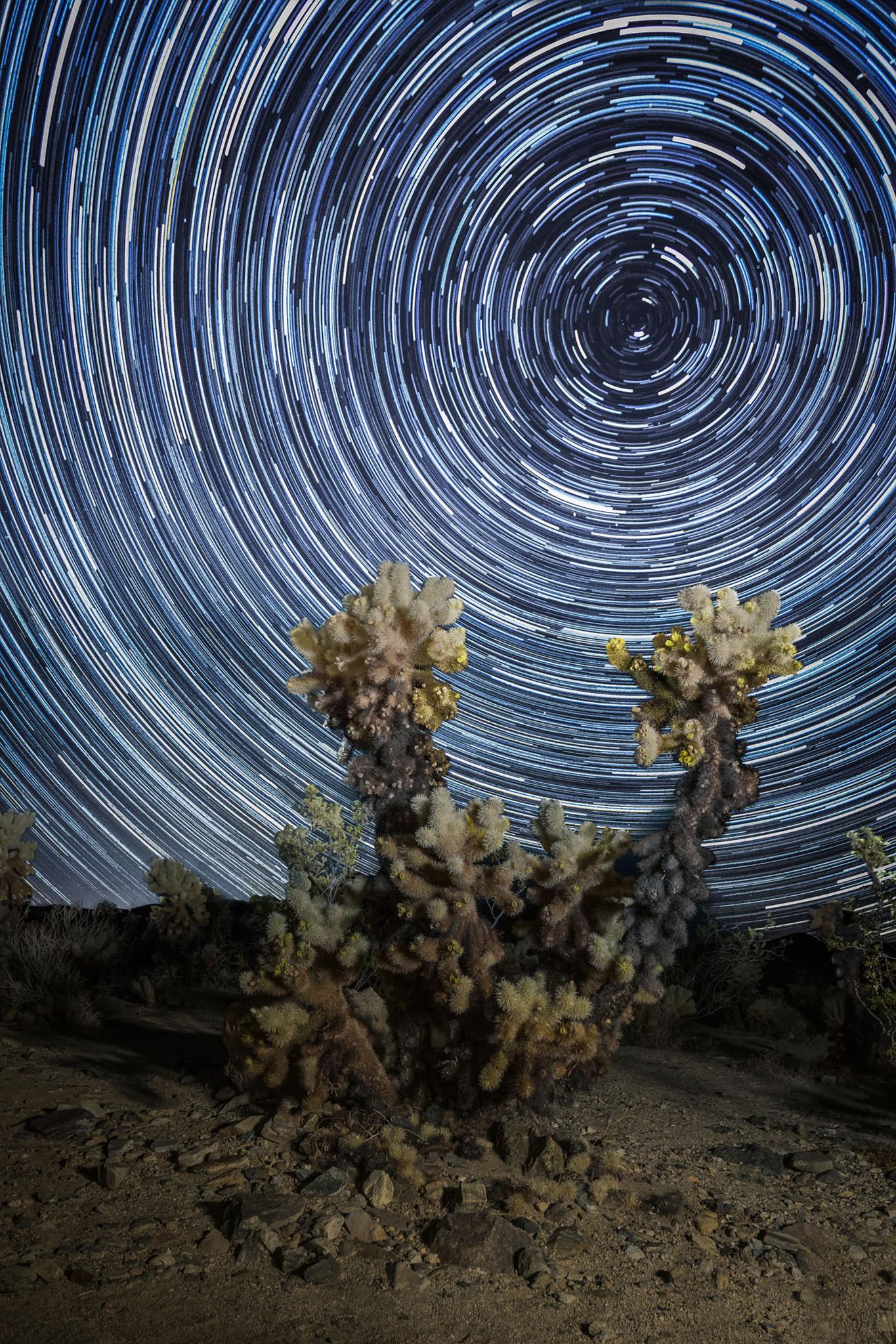 "Joshua Tree National Park in California is one of the four Gold Tier International Dark Sky Parks in the US, It is known by its beautiful trees and also by the Cholla Cactus Garden situated approximately 12 miles (20 km) south of the park’s north entrance. I wanted to capture such beautiful cacti under the starry sky. To capture the star trails, the camera stays fixed, while, as the hours pass, the stars move. The resulting photos show the nightly movement of stars on the sky’s dome. The only star that does not move is the North Star and is found at the center of all concentric circles." - Imma Barrera