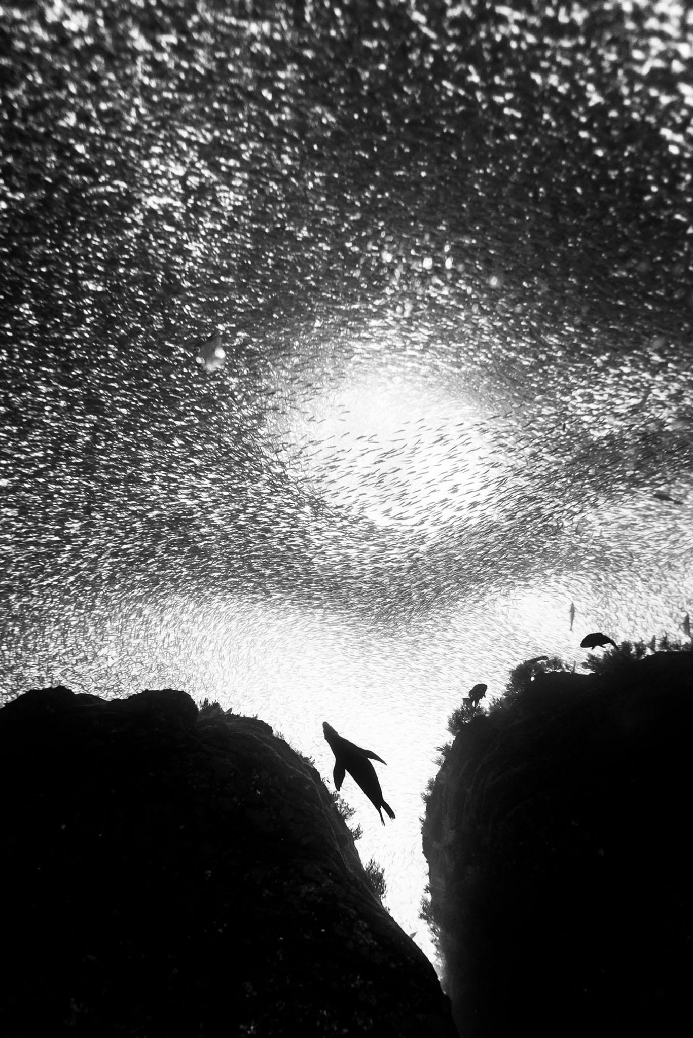 México, Baja California Sur, Los Islotes. A sea lion swimming among a school of sardines.