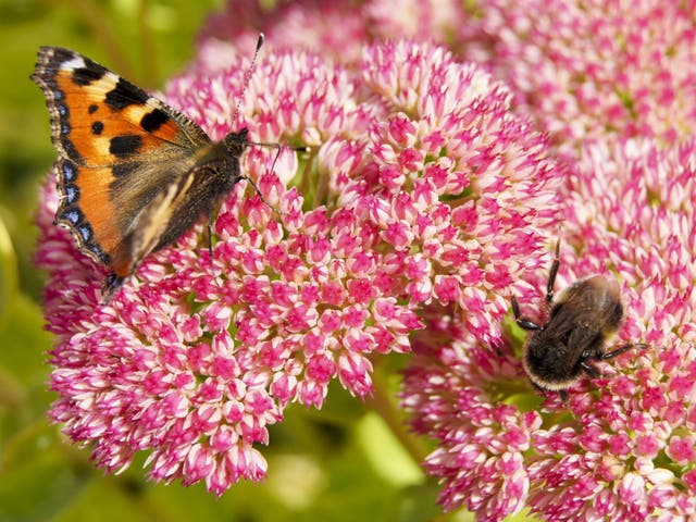 Bumblebee and butterfly numbers have plummeted as 60 per cent of natural life on earth has been lost in 40 years