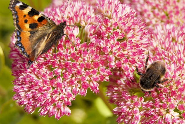 Bumblebee and butterfly numbers have plummeted as 60 per cent of natural life on earth has been lost in 40 years