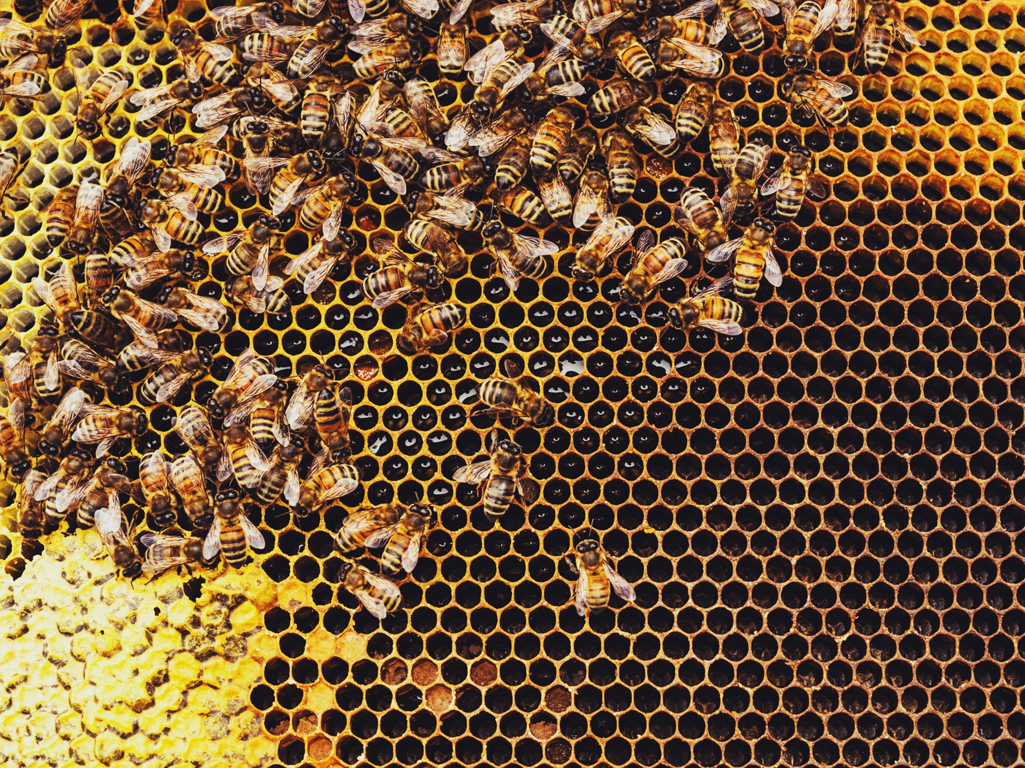 Honey could be a pollution detector
