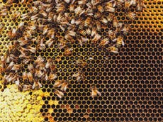 Man stung to death trying to remove beehive from back garden
