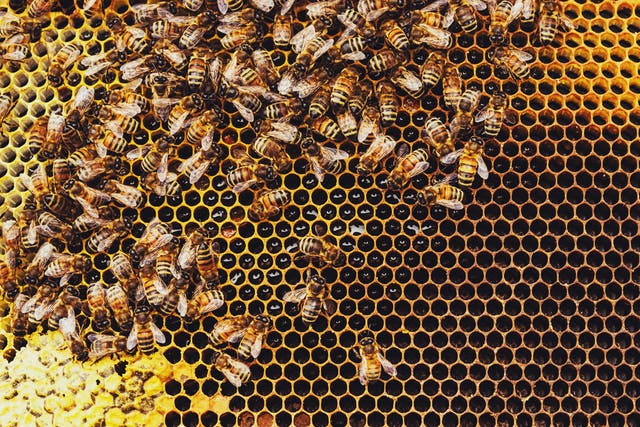 Scientists think new pesticides may have harmful effects on bees, despite being described as relatively safe