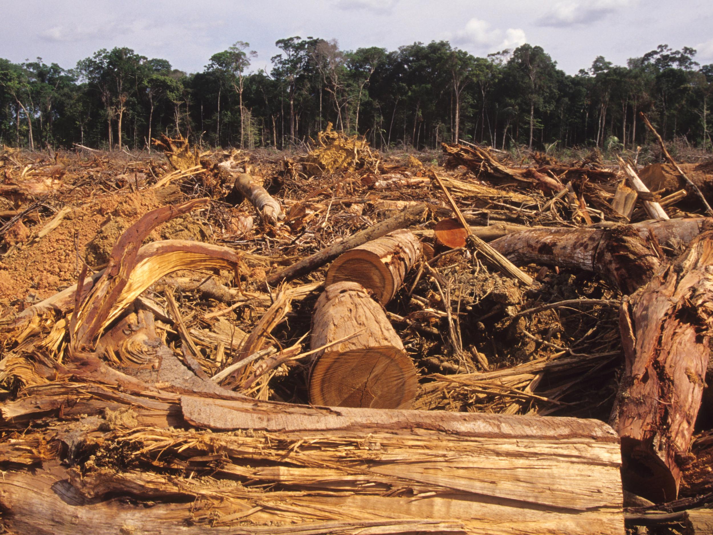 Deforestation in the Amazon is already expected to increase under new Brazilian president Jair Bolsonaro