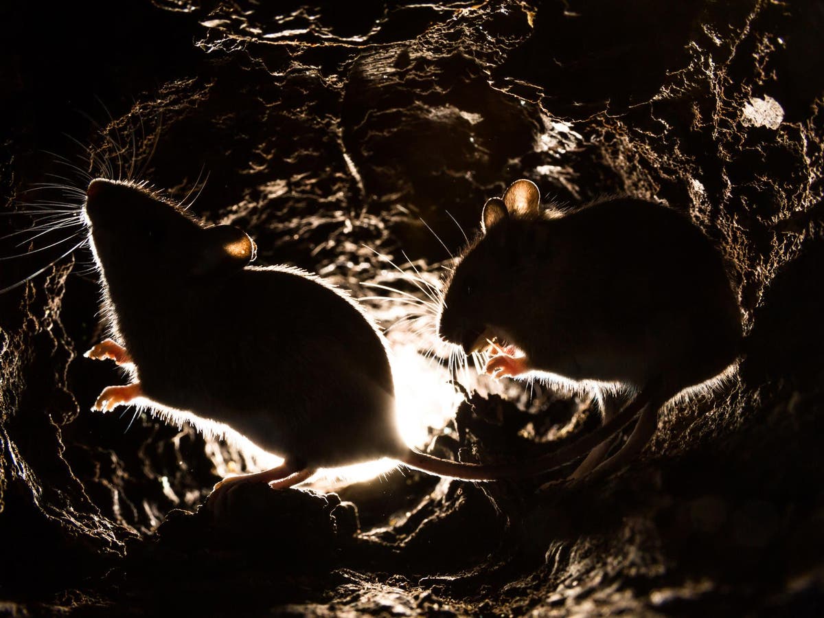 UK must eradicate swarms of invading rodents from island territories to ...