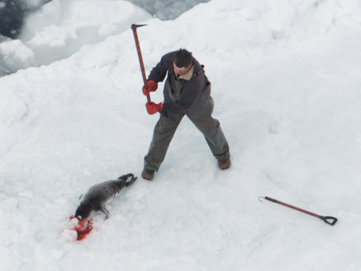 Canadian hunters want to club tens of thousands more baby seals to death in cull expansion