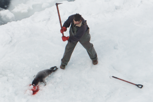 A Canadian hunter clubs a seal to death in the snow