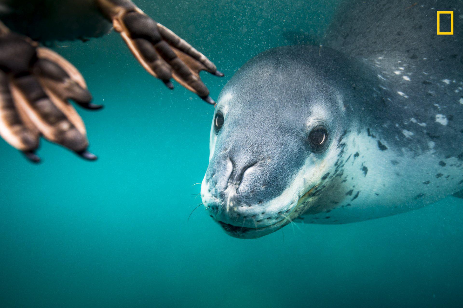 A leopard seal hunts a penguin in Antarctica