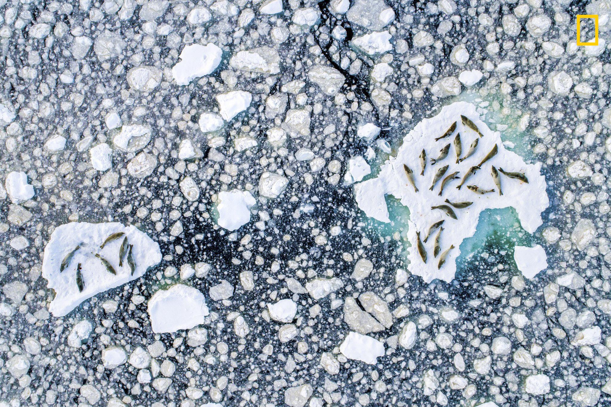 Crabeater seals rest in Antarctica