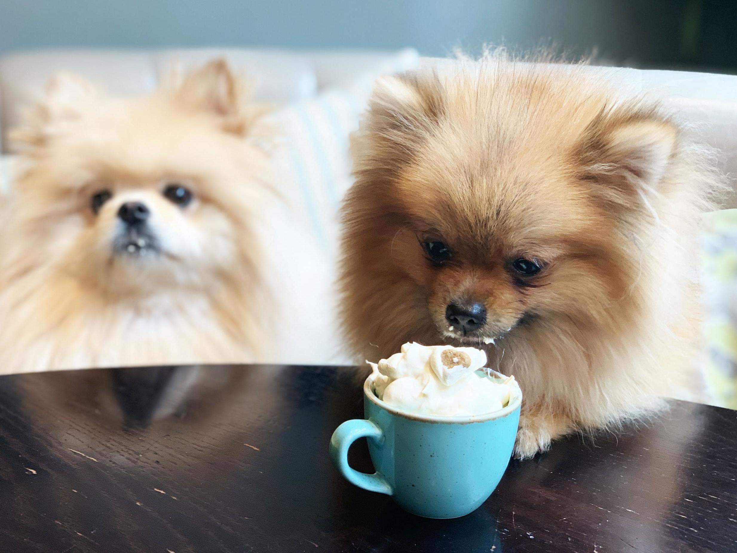 A Pomeranian pop-up café is coming to London