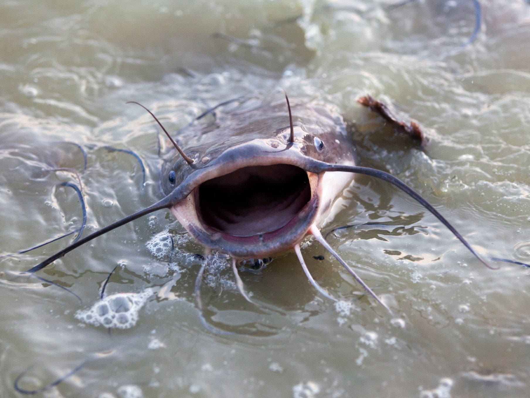 catfish gaping