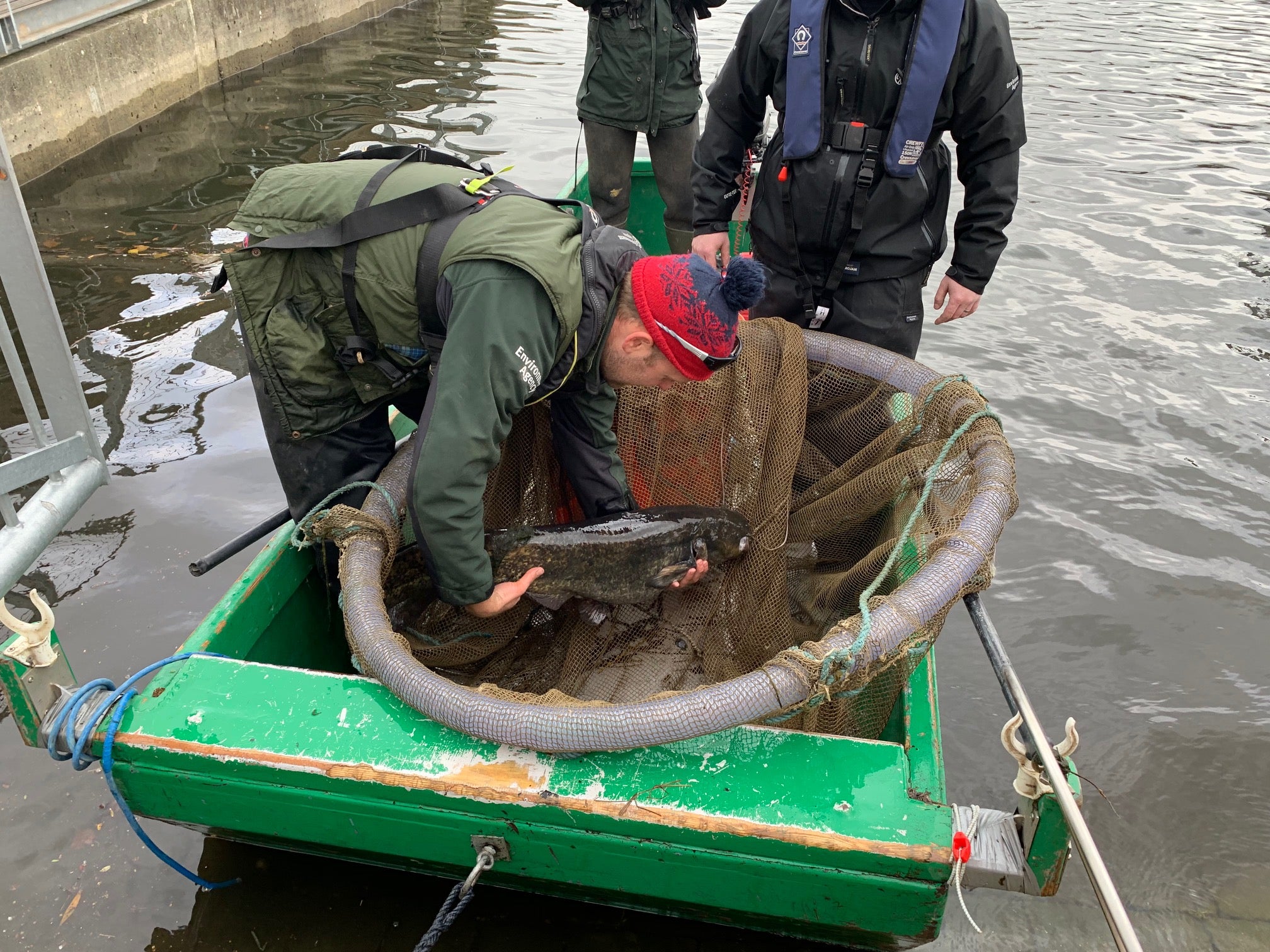 Staff from the Environment Agency moving the rogue catfish out of the Lakeside shopping centre