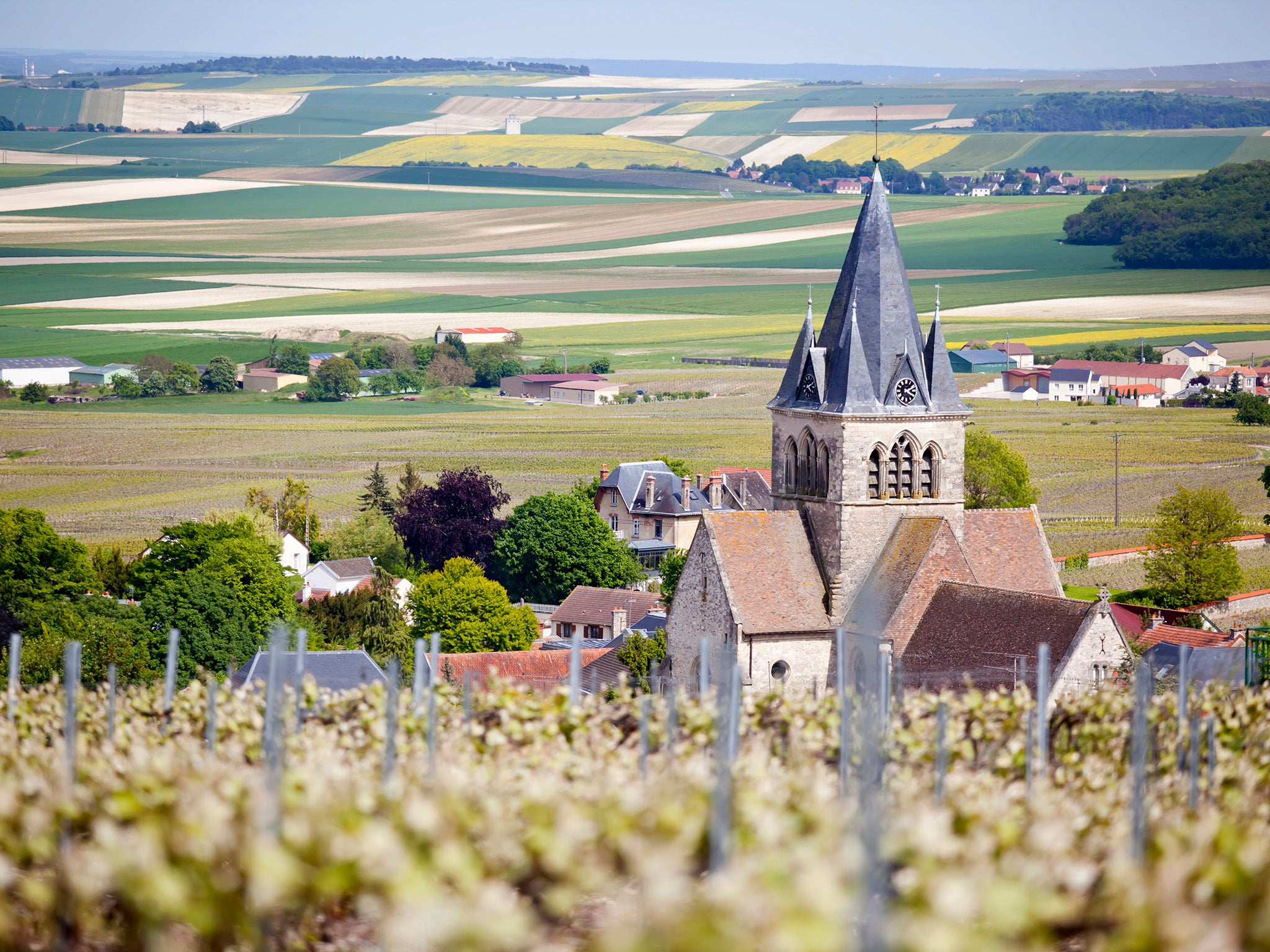 Vineyard in the Champagne region – wine par excellence (Getty/iStock)