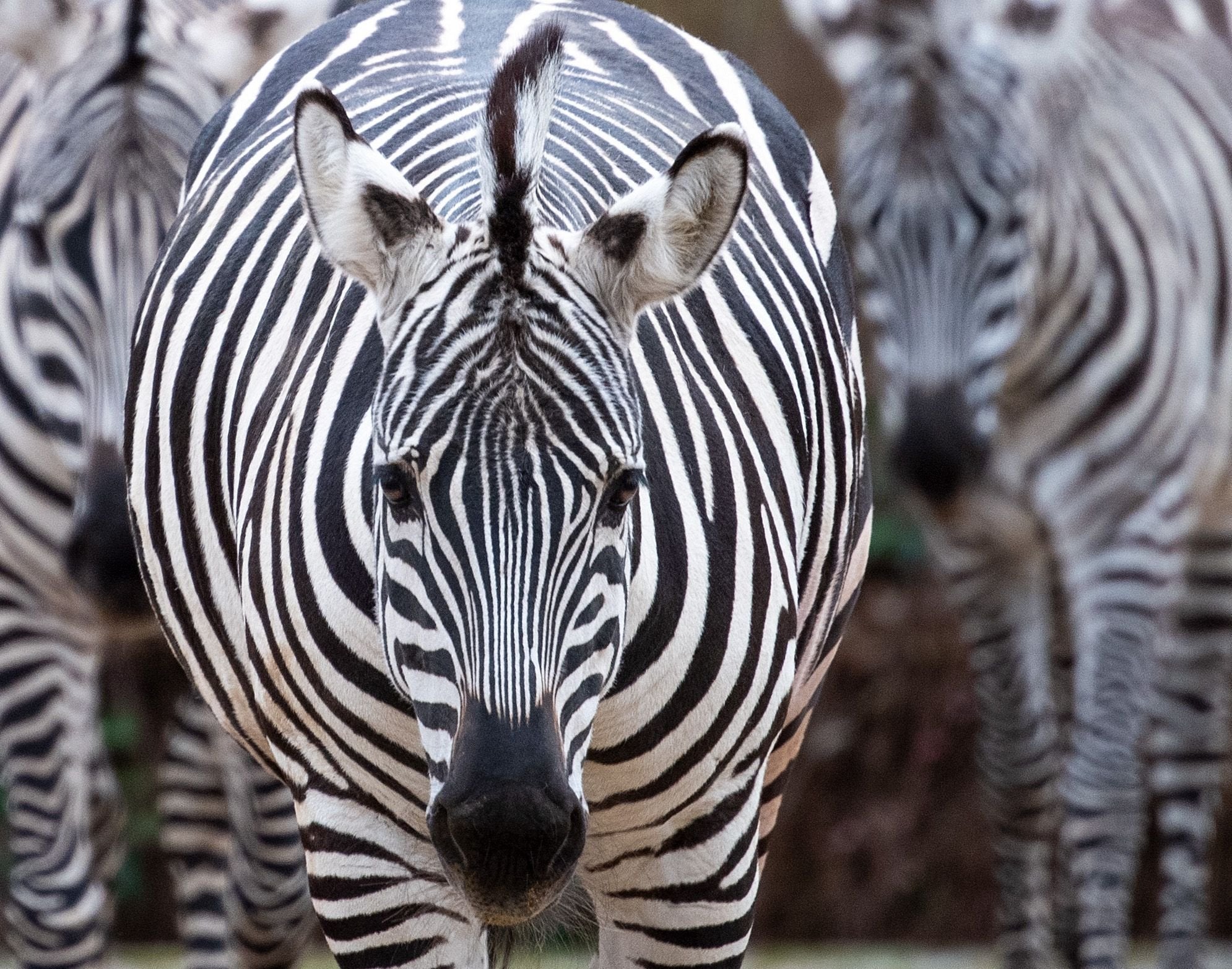 Zebras stand in their outdoor enclosure of a zoo