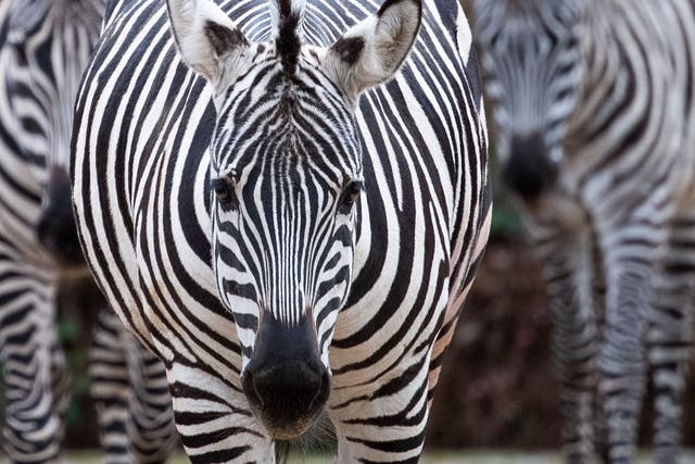 Zebras stand in their outdoor enclosure of a zoo