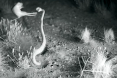 Kangaroo rat kicks rattlesnake 'ninja-style' in incredible video