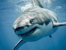 Great white sharks 'surviving with toxic chemicals in blood'
