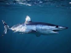 Fisherman catches head of shark bitten off by mystery predator