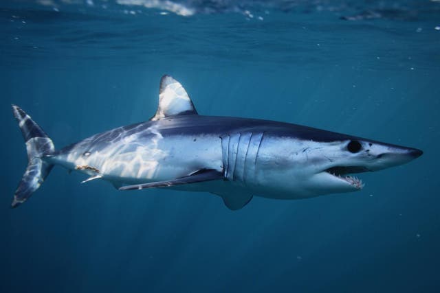 Shortfin makos range in size from 6ft to 13ft long and are considered the fastest sharks in the world