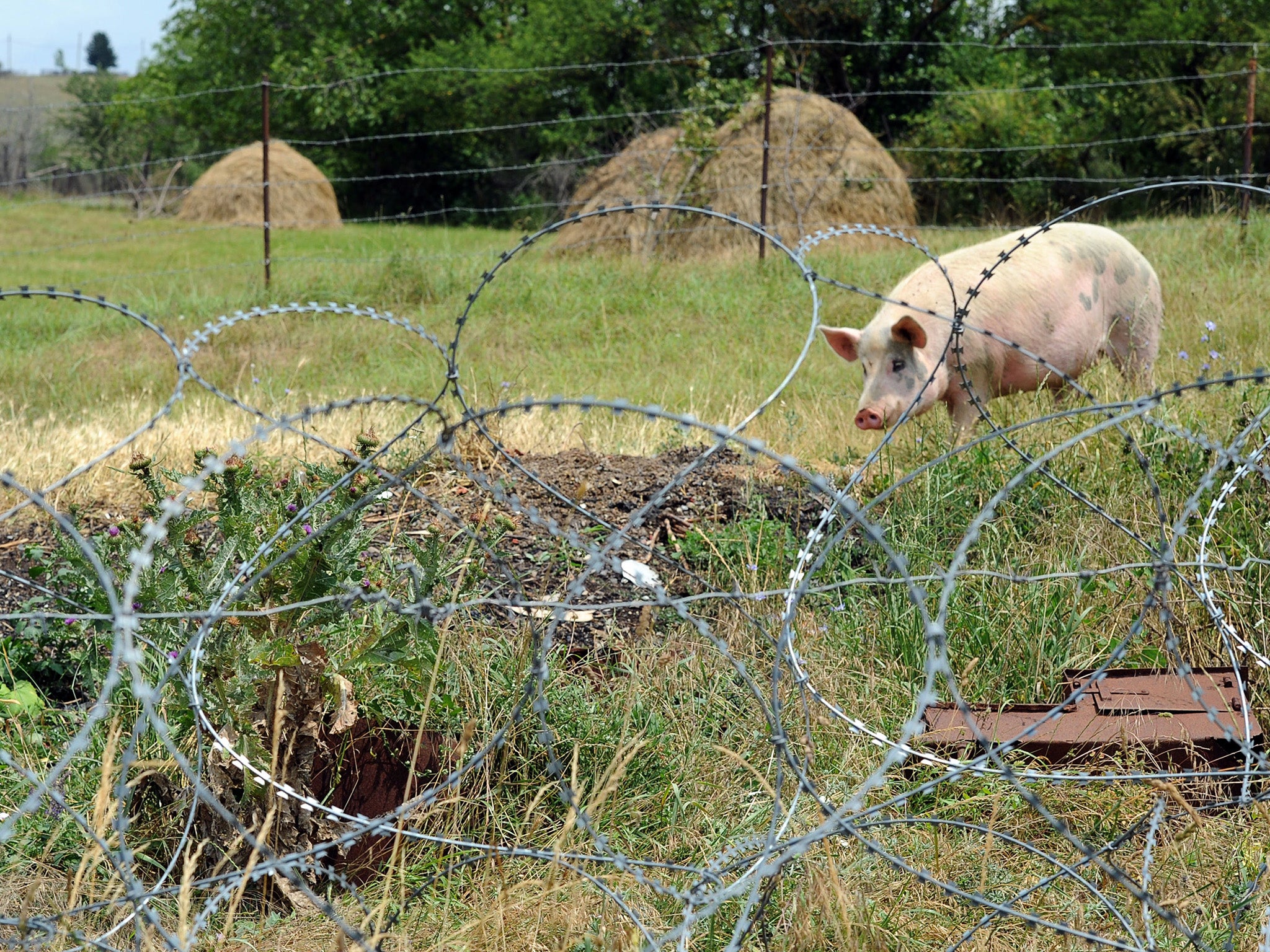 A pig behind a wire barricade erected by Russian and Ossetian troops along Georgia’s de facto border (AFP/Getty)