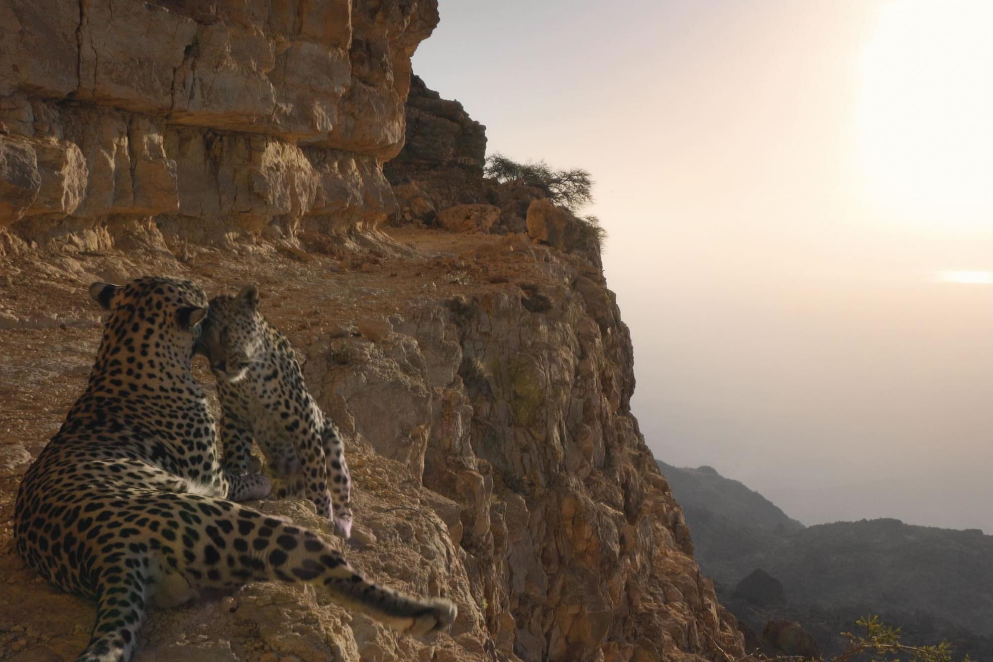 Arabian leopard mating pair, Dhofar Mountains, Oman, in 'Our Planet'