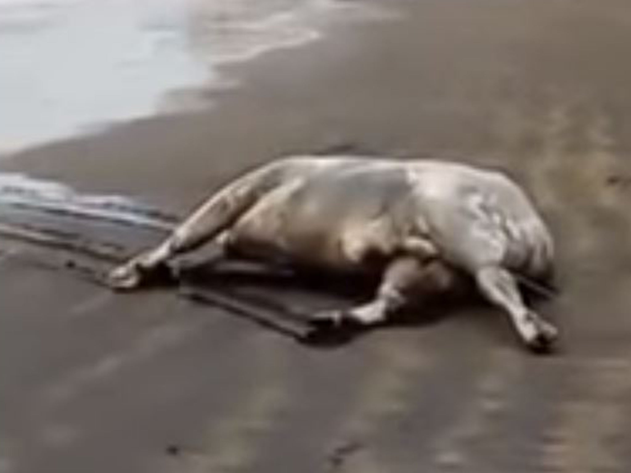 Footage showed the decomposing remains on a beach