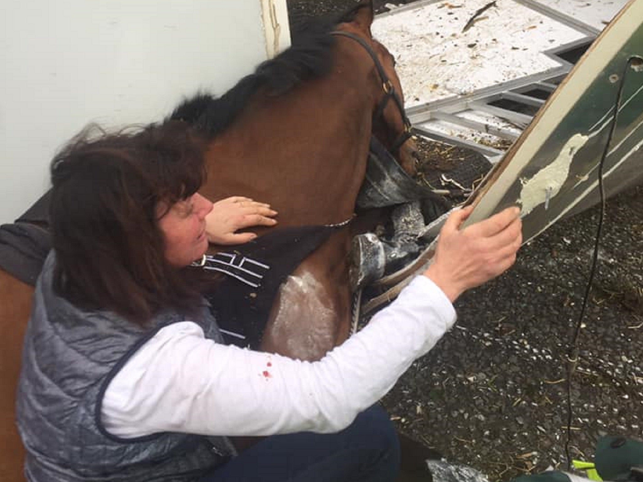 Racehorse Rockwood died in his trainer Karen McLintock's arms after the horsebox he was travelling in was involved in a collision with a van in Lincolnshire.
