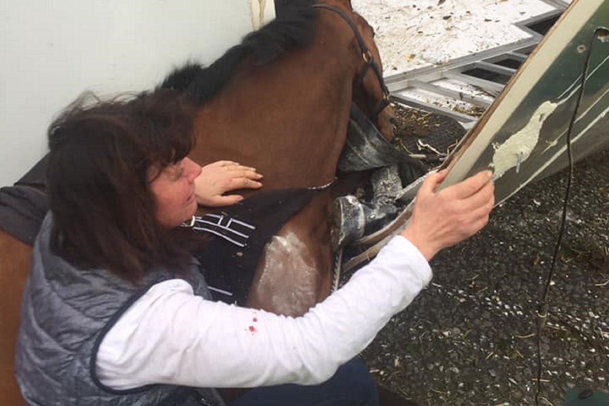 Horse dies in trainer’s arms after head-on collision tears off side of ...