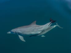 Dolphins which use sponges as tools handle climate change better