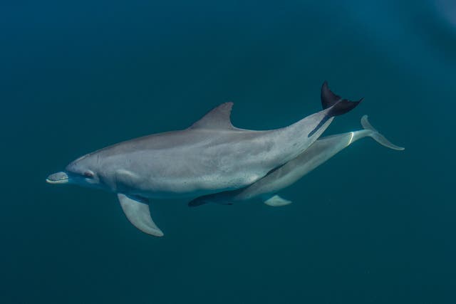 A dolphin mother and calf in Shark Bay, Western Australia