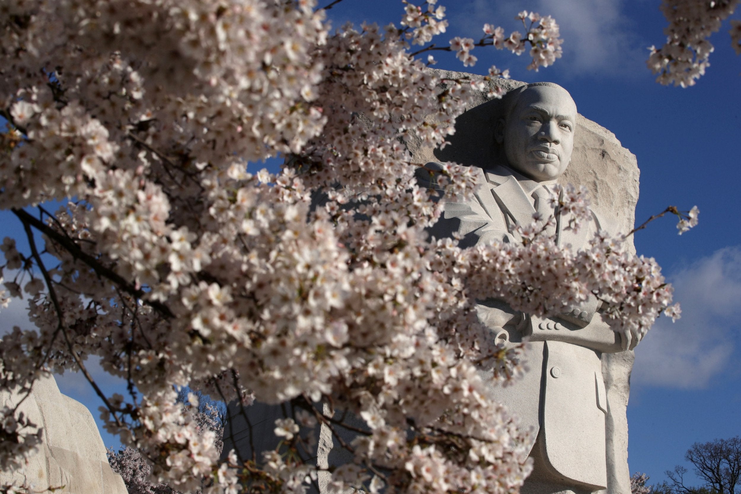 Cherry trees are in full bloom in front of the Martin Luther King, Jr. Memorial