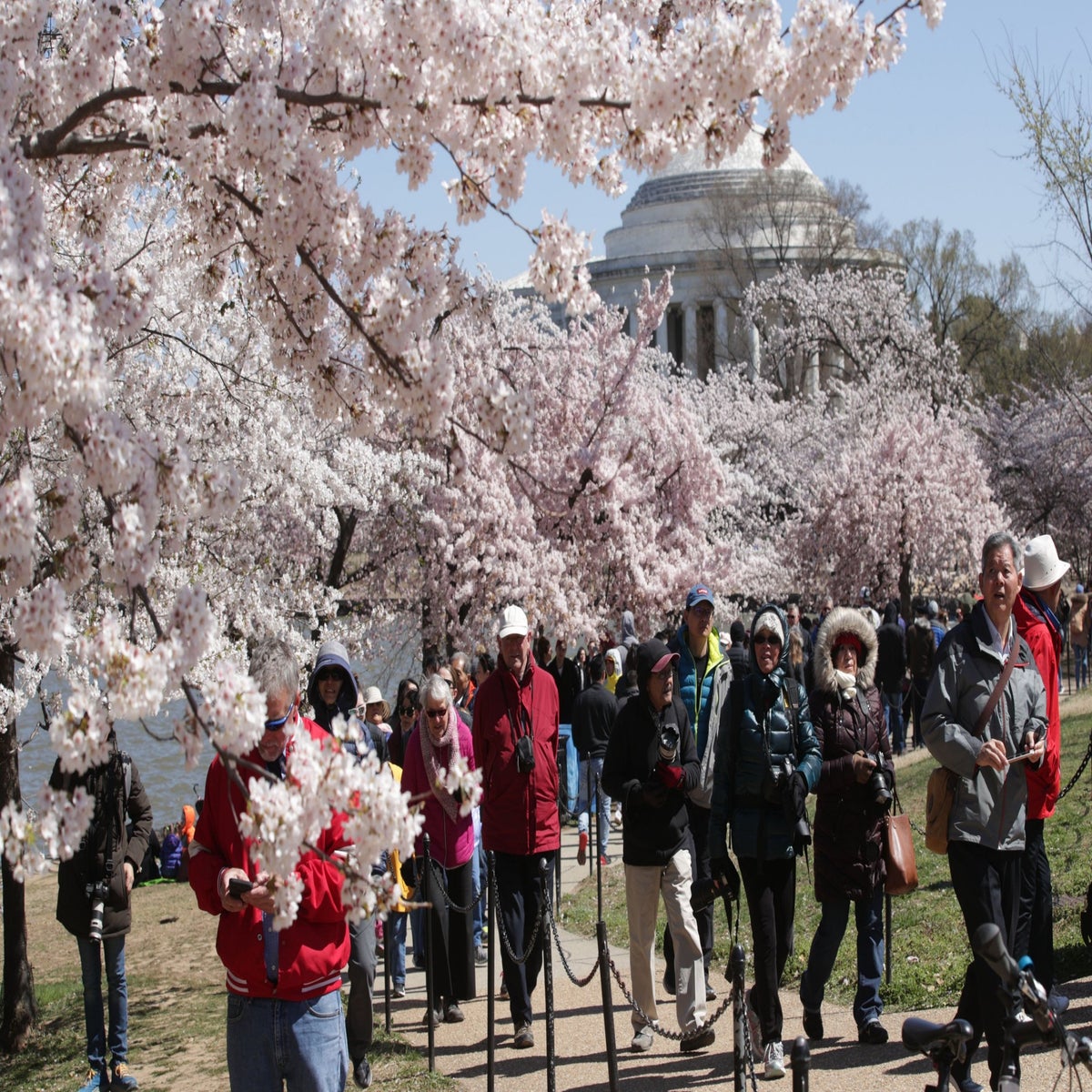 2019 National Cherry Blossom Festival in Washington DC
