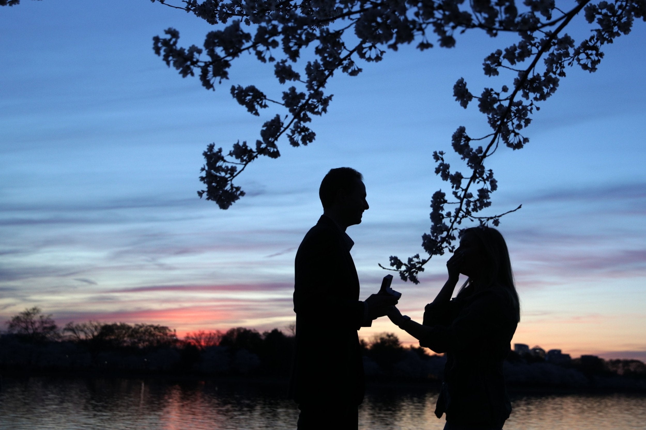 Under the cherry blossom made the most romantic of proposal spots for two local residents