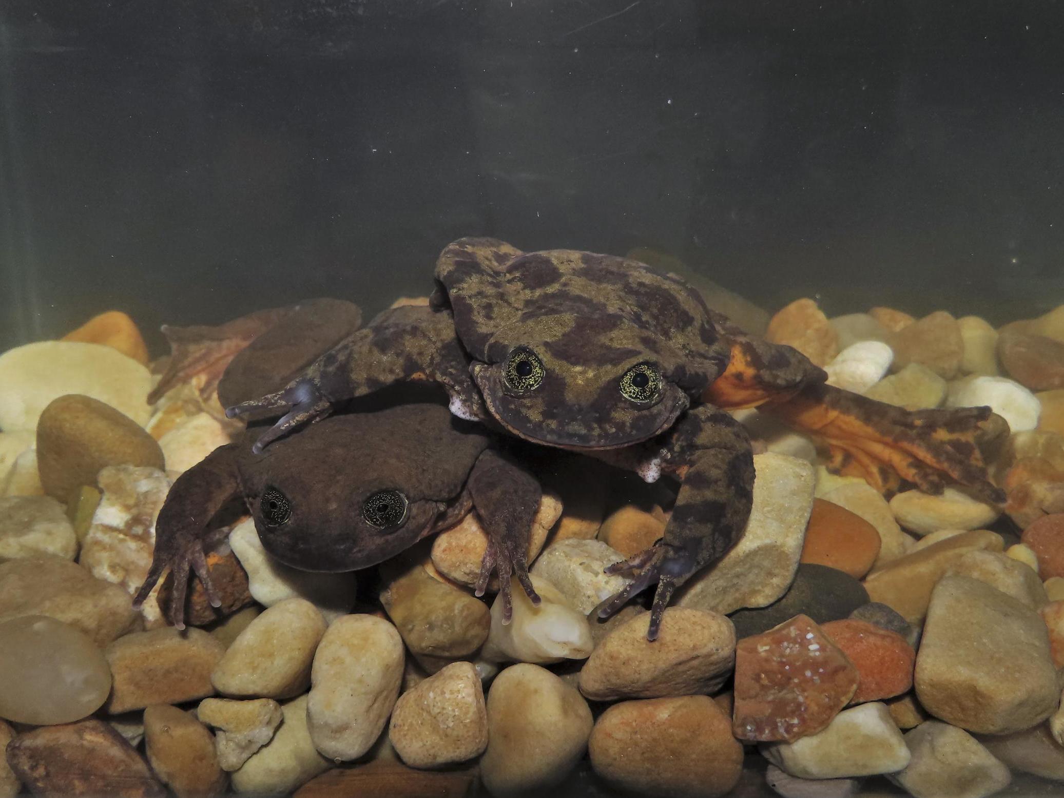 An undated photo from the Museo de Historia Natural Alcide d'Orbigny shows Romeo, right, and Juliet, the Sehuencas water frogs