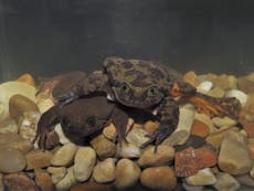 The loneliest frog in the world has finally found a mate