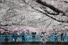 Cherry blossom season has started in Japan