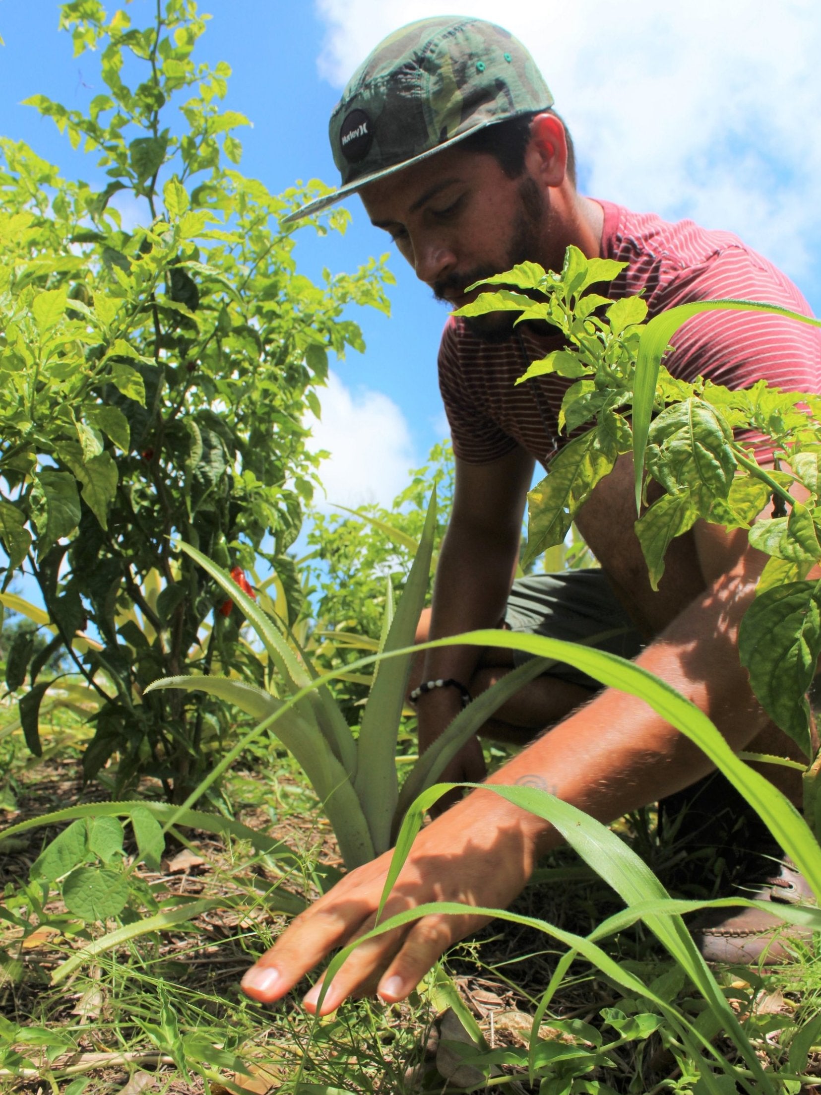 An agronomist works in the community farm of the Mariana neighbourhood