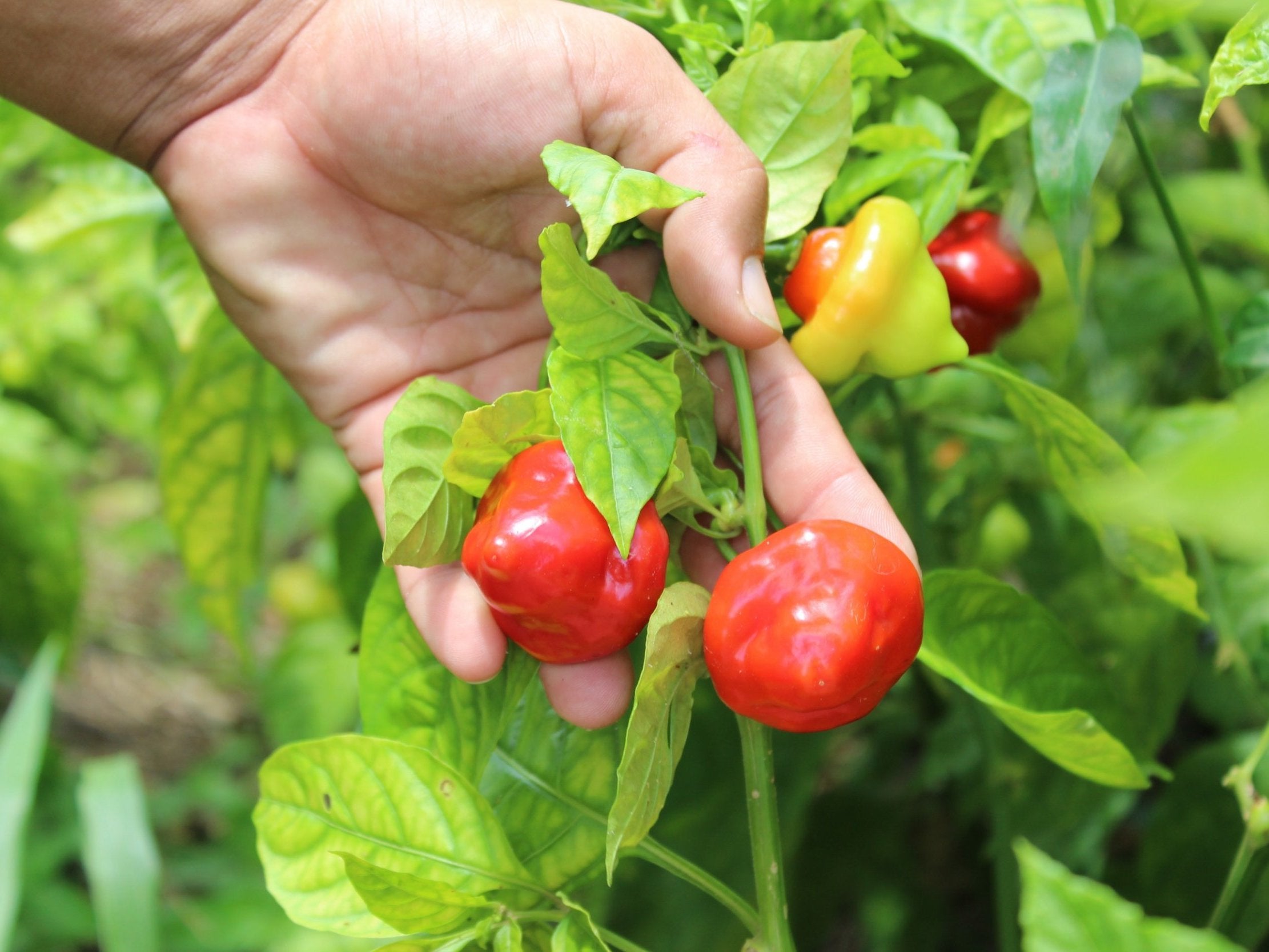Bell peppers grow in a community farm that supplies a self-managed kitchen