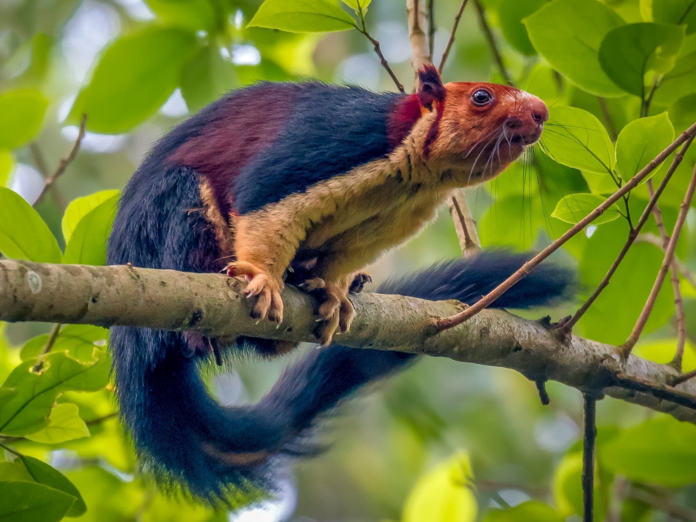 Malabar giant squirrel: Remarkable multicoloured rodent photographed in  India | The Independent | The Independent