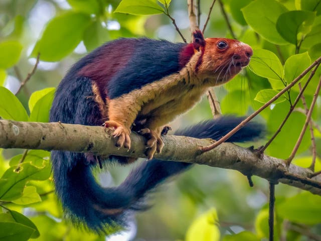 The multicoloured Malabar giant squirrel, which was spotted in a forest in the Pathanamthitta District of India.